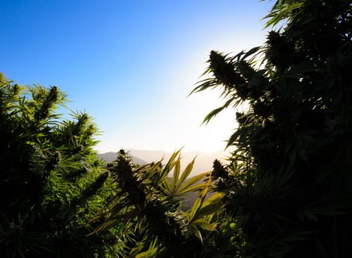 cannabis cannabis